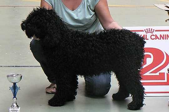 Miura del Rabadan | Spanish Water Dog 