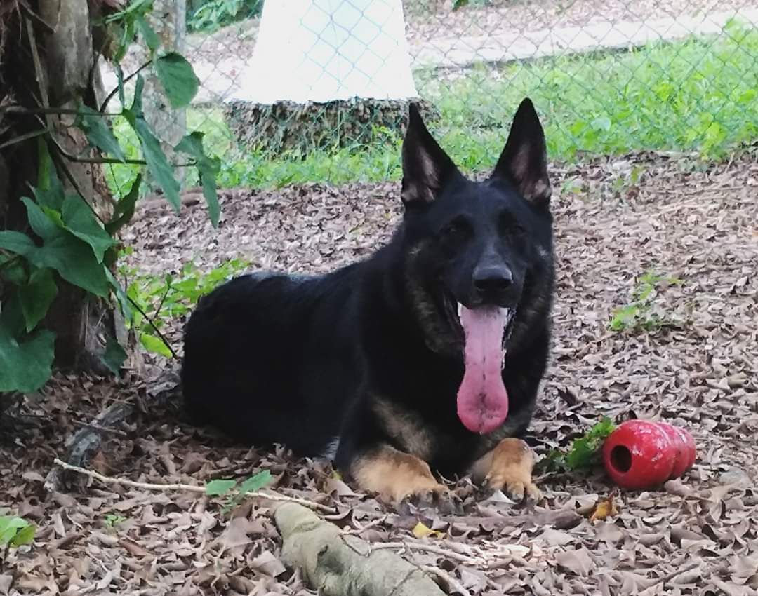 Garzy de Santa Rosa | German Shepherd Dog 