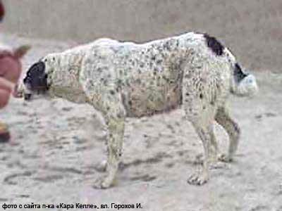 Goinchi 'Joraev, Turkm.' | Central Asian Shepherd Dog 