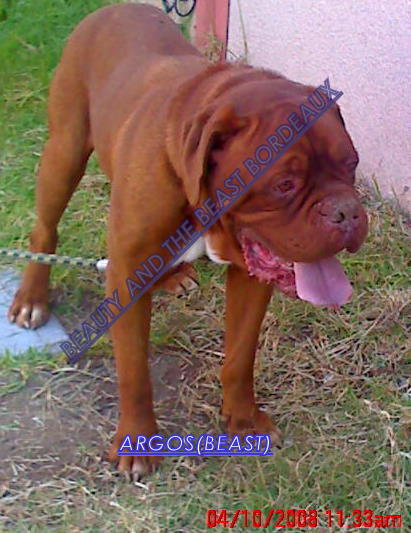 Tanakajd Szepe Argosz | Dogue de Bordeaux 