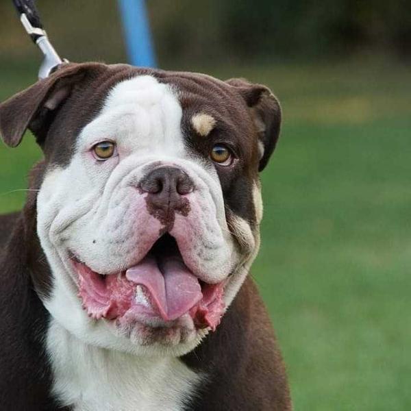 House of Monsters Laban | Olde English Bulldogge 