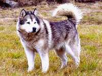 Black Ice's Arctic Snow Queen | Alaskan Malamute 