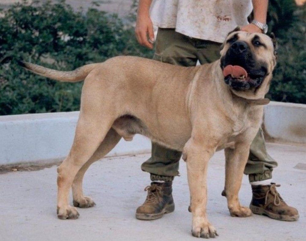 DANDY DE LOS BIMBACHES | Perro de Presa Canario 