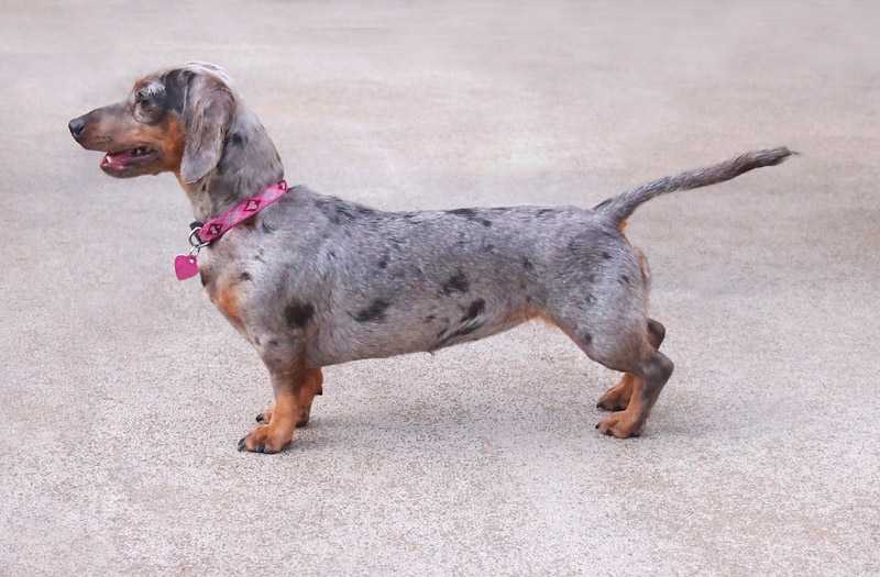 Eridox Precious Little Life-Form | Dachshund 