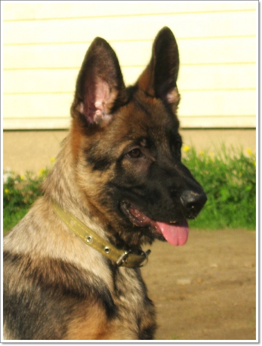 Milord iz Dijakova Gorodisha | German Shepherd Dog 