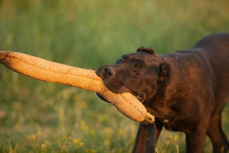 Telia de Presa Awangarda | Perro de Presa Canario 