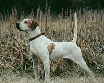 ELHEW PHANTOM | Pointer 