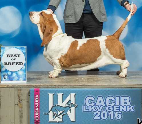 Dukes of Limburg New Dehli Noor | Basset Hound 