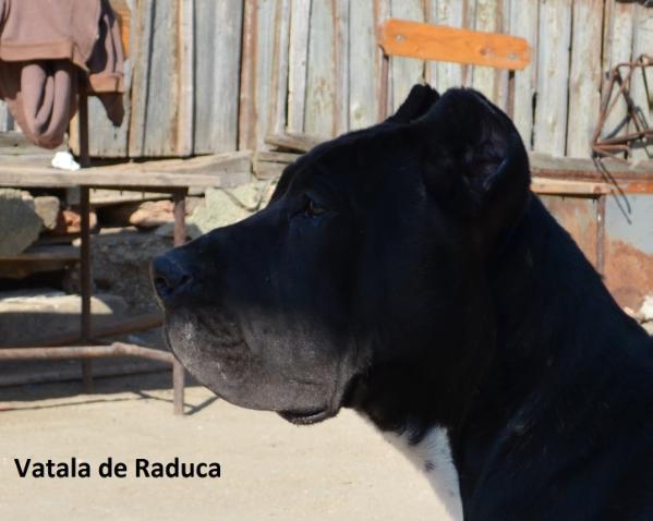 Vatala de Raduca | Perro de Presa Canario 