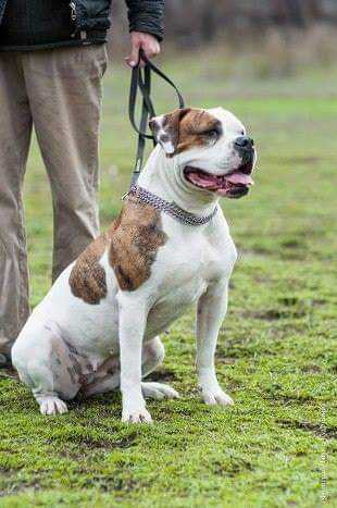 Kalipso iz Tsarstva Beybars | American Bulldog 