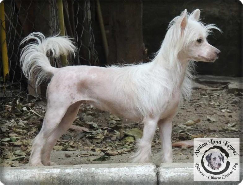 Angel of Avalon Land | Chinese Crested 