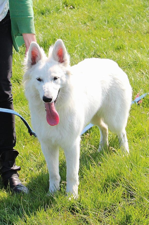 Bahdashi of Shadasa | White Swiss Shepherd Dog 