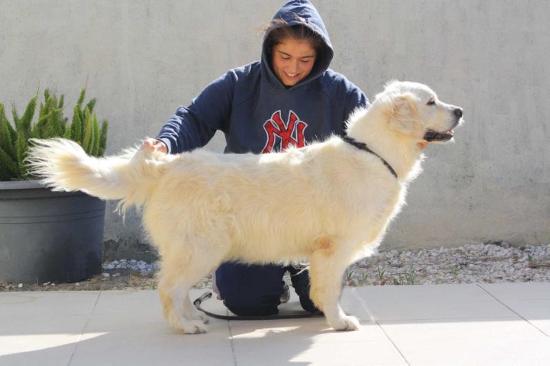 A Sweet Sacha de Terras D´Arunce | Golden Retriever 