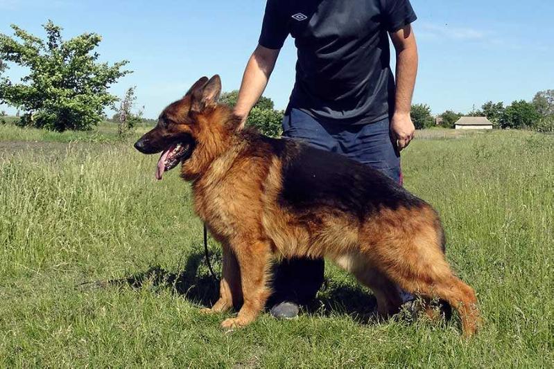 Boris di Shless | German Shepherd Dog 