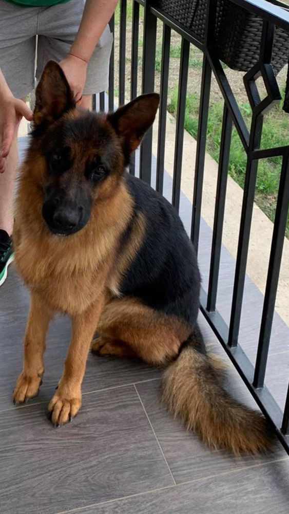 ElCabron von Seklerland | German Shepherd Dog 