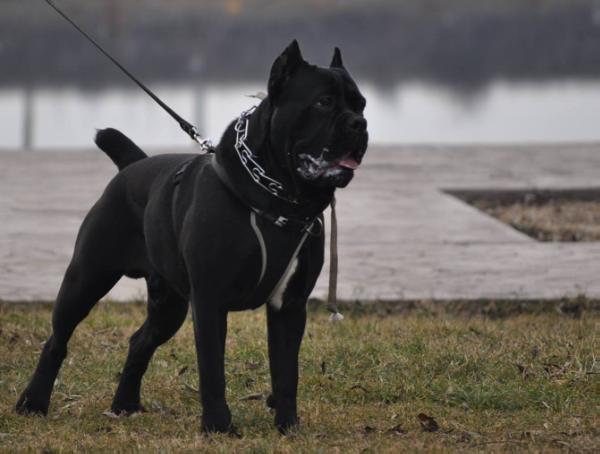 Hero God of Troy | Cane Corso 