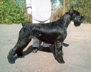 Grigus Vortex Waltz | Giant Schnauzer 