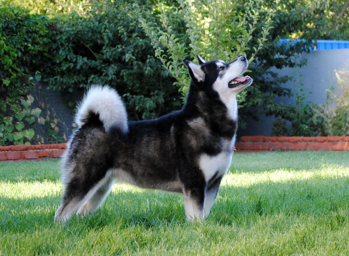 Eclipse Of Pink Floyd | Alaskan Malamute 