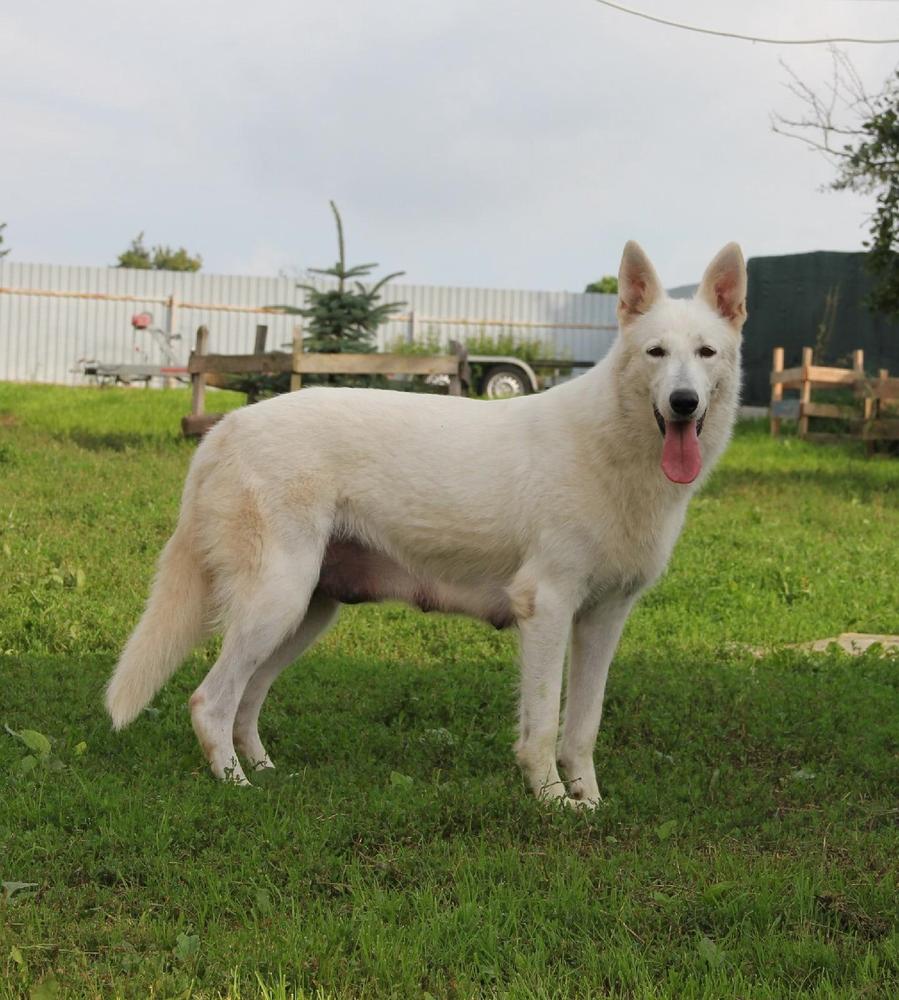 Krasa Rusi Elena | White Swiss Shepherd Dog 