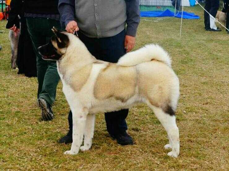 Eternity Fantasy Of Kuroida | Akita 