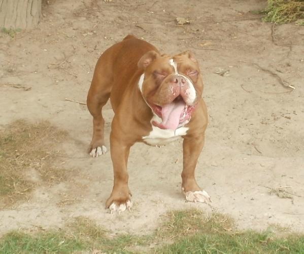 NLB's Hydra | Olde English Bulldogge 