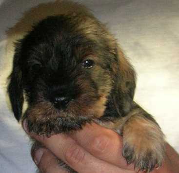 Ulk L'Incredibile | Dachshund 