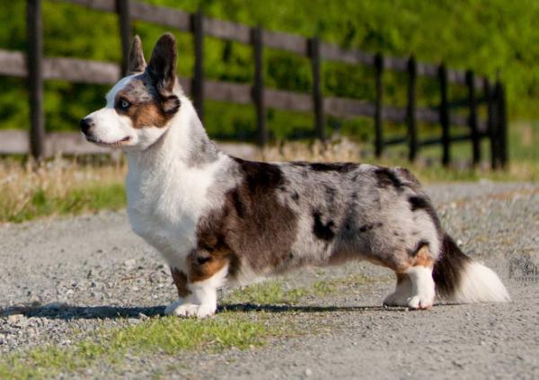 Xtacee Dancin In The Moonlight | Cardigan Welsh Corgi 