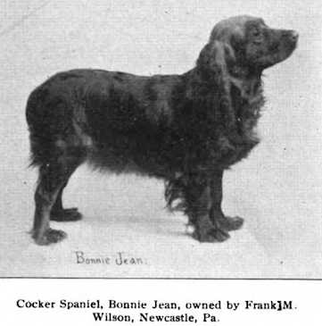 Bonnie Jean | English Cocker Spaniel 