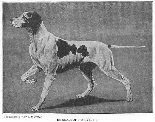 Sensation (1874  WESTMINSTER'S) (DON IN THE UK) | Pointer 