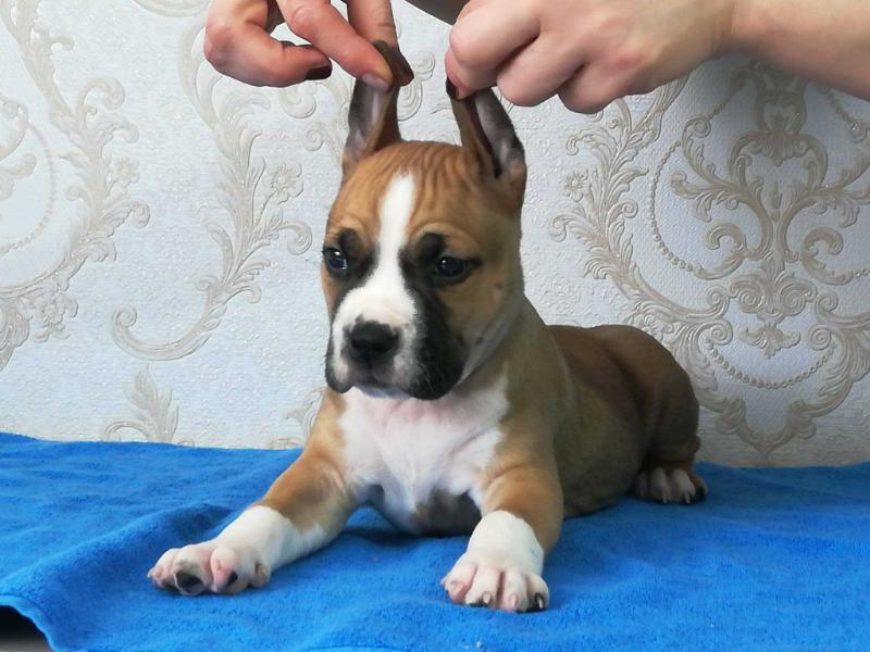 Get And Set Red Jambo | American Staffordshire Terrier 