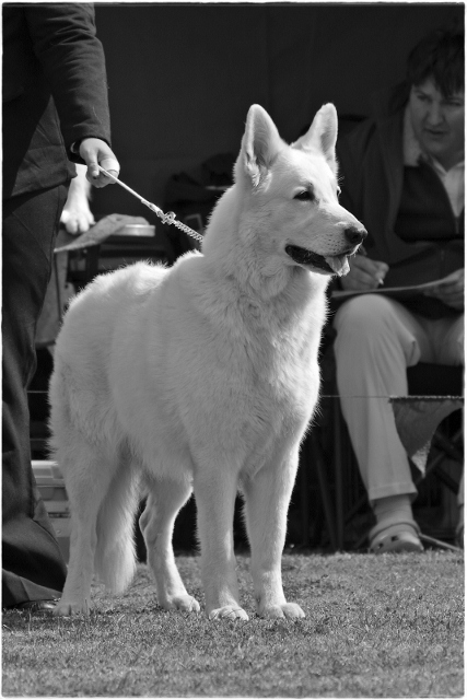 Amor vom Weissen Paradies of Dolittlefarm | White Swiss Shepherd Dog 