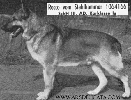 Rocco vom Stahlhammer | German Shepherd Dog 