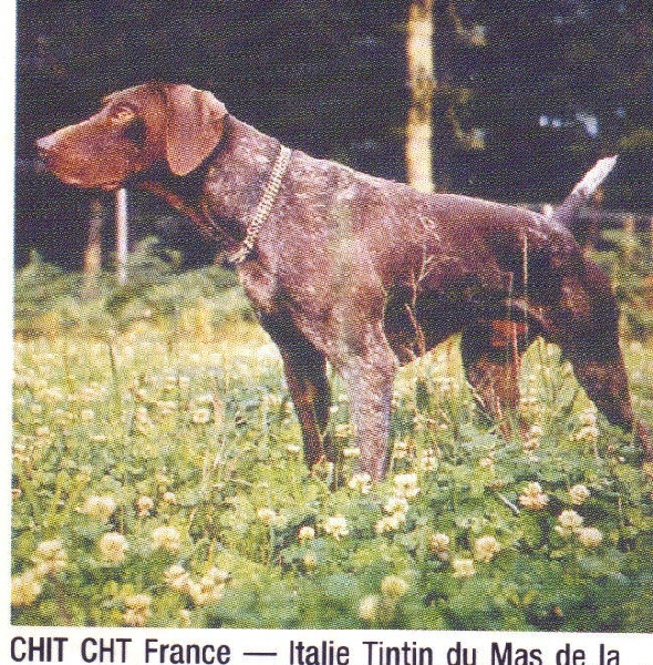 Tintin du Mas de la Combe | German Shorthaired Pointer 