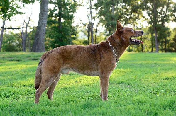 Cobar Cedar Ridge | Australian Cattle Dog 