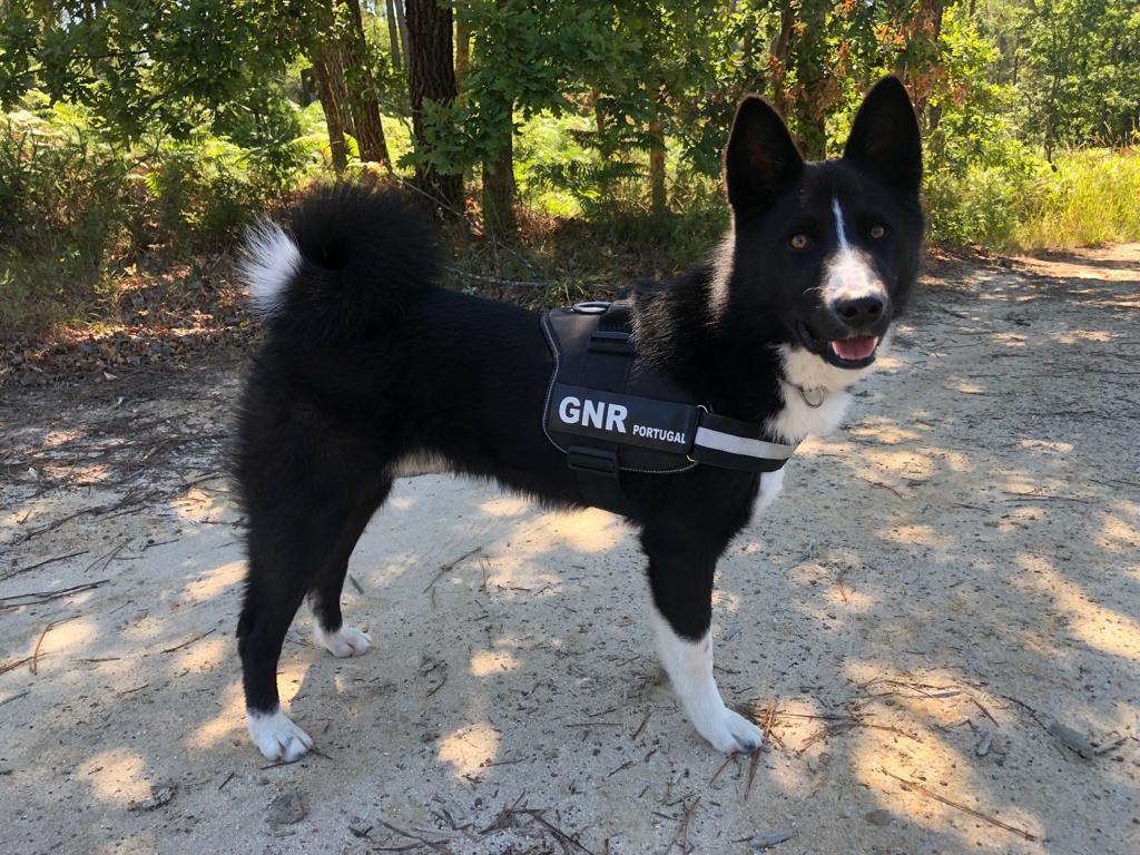 Barba Negra da Villa Saloia | Karelian Bear Dog 