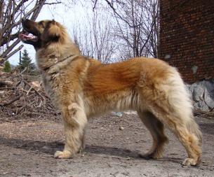 Juhaszvari Kedves Halima | Leonberger 