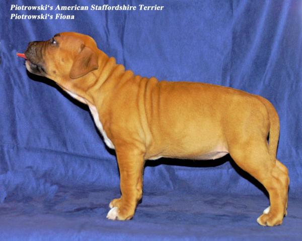 Piotrowski's Fiona | American Staffordshire Terrier 