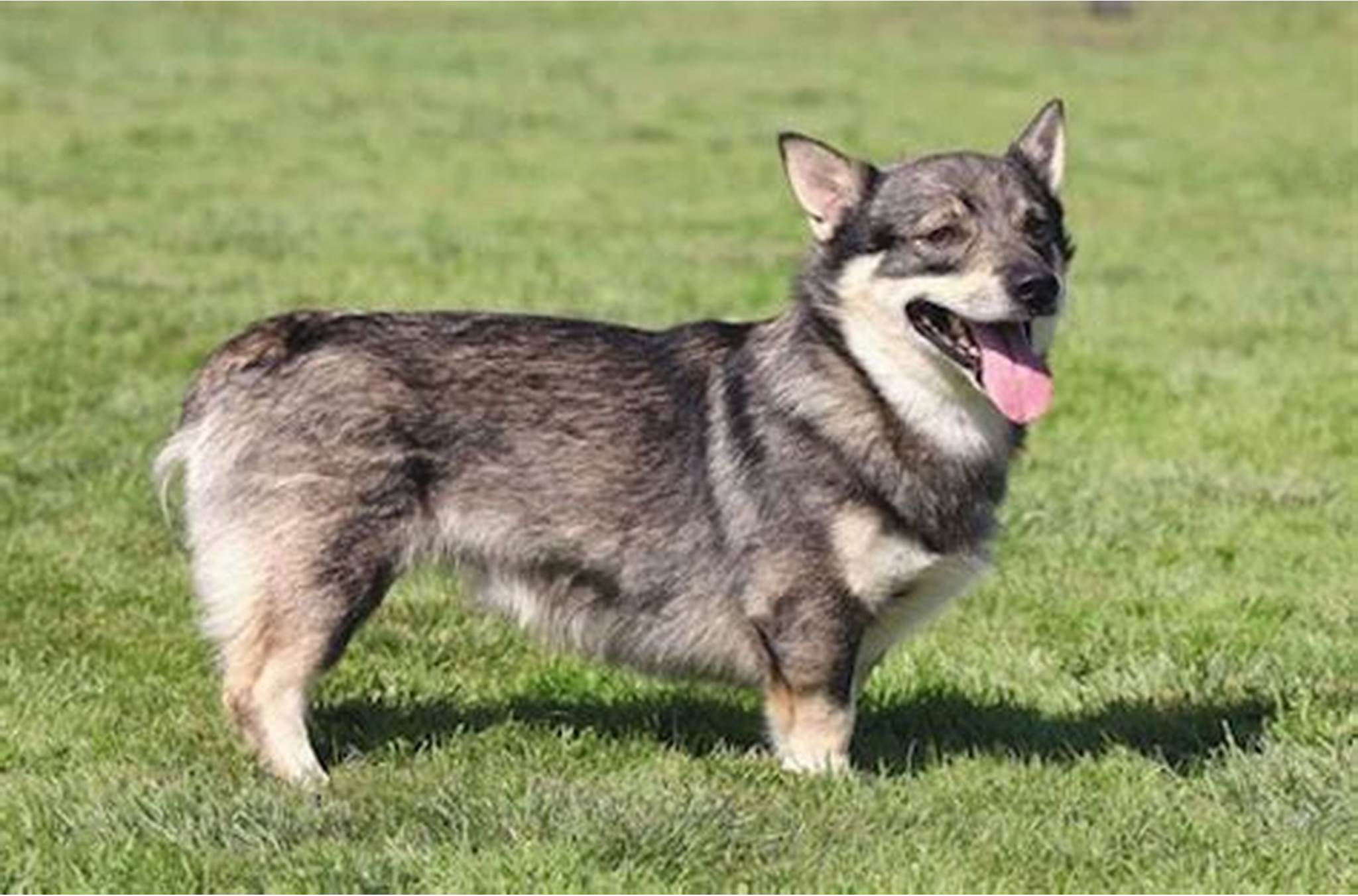 Swedish Vallhund