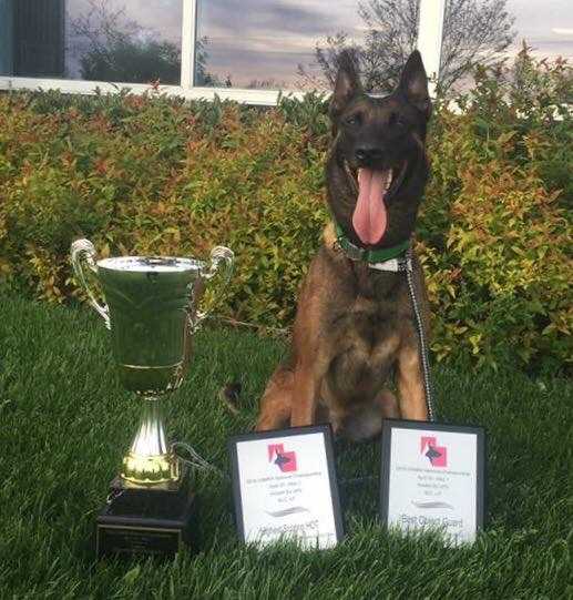 I'Repo du Loups du Soleil | Belgian Malinois 