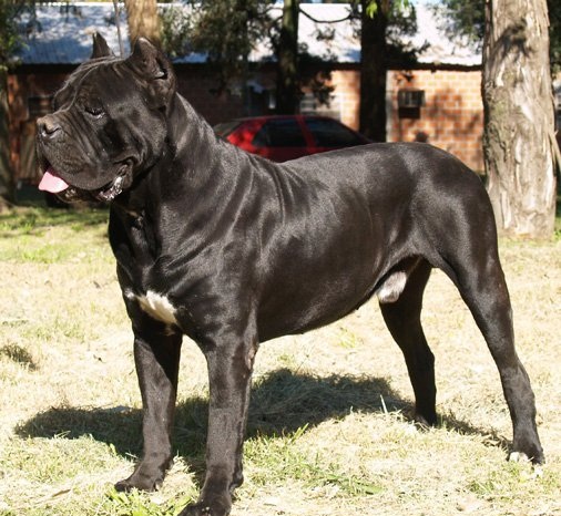 TESTONE DEI NEGRONI | Cane Corso 