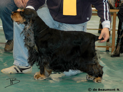 Cardamine Royal Echo | English Cocker Spaniel 