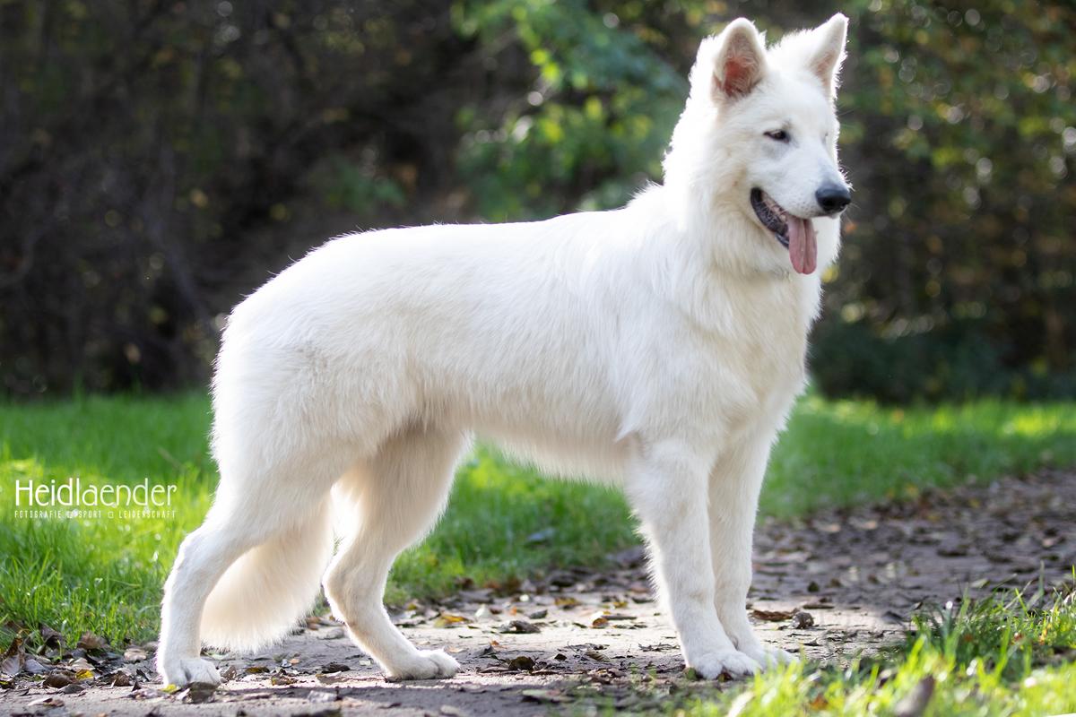 Dash of Clan of Evedar | White Swiss Shepherd Dog 