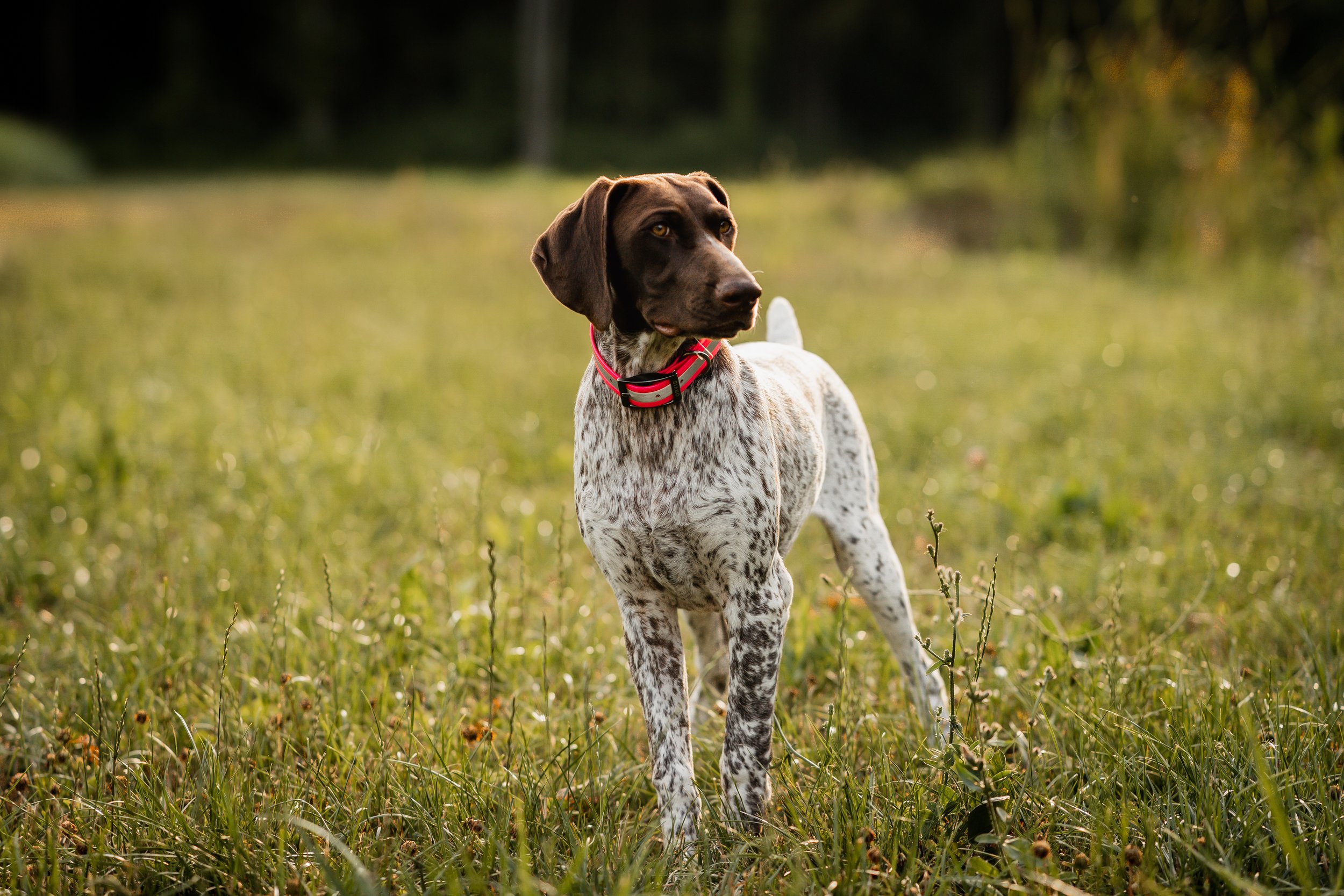 German Shorthaired Pointer