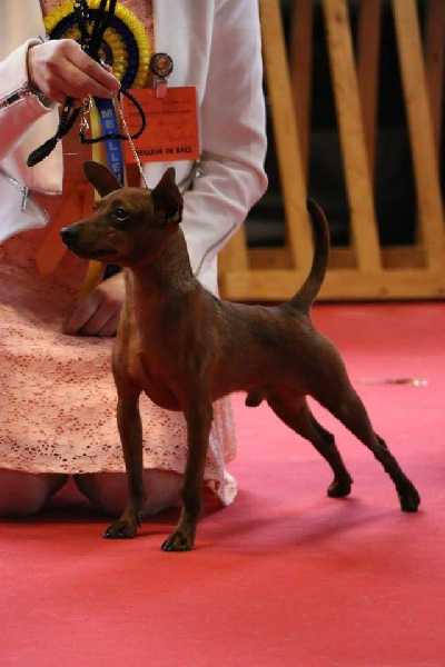 Iannis de la Maison d'Este | Miniature Pinscher 