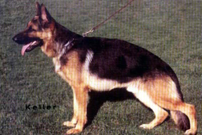 Negus von der Noriswand | German Shepherd Dog 