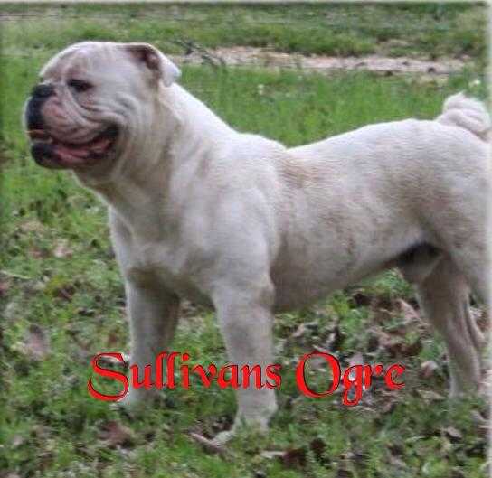 SK Southern Ogre AJ | Olde English Bulldogge 