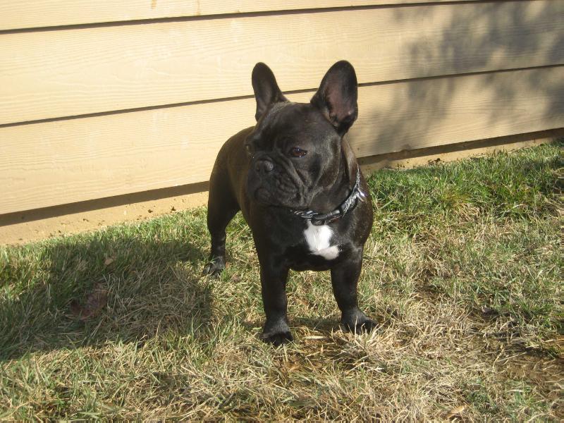 Starlit Mesa Twilight Star at Legends | French Bulldog 