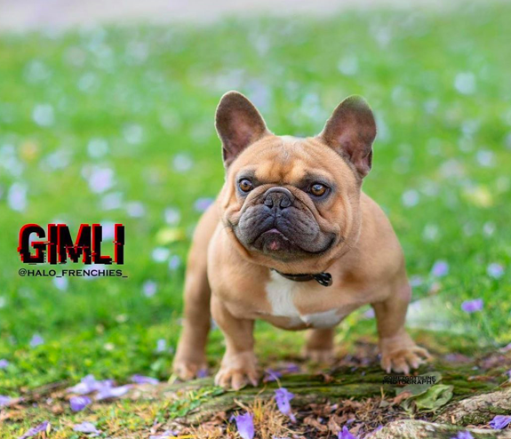 Halo Frenchies Gimli | French Bulldog 