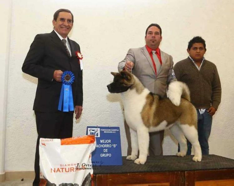 Tequila (Canto) | Akita 