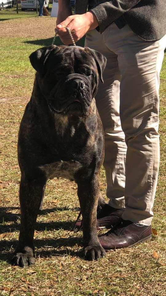Chato's Barakus | Bullmastiff 